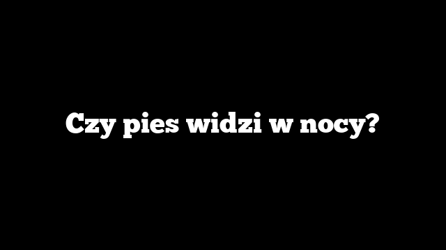 Czy pies widzi w nocy?