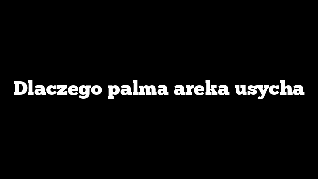 Dlaczego palma areka usycha