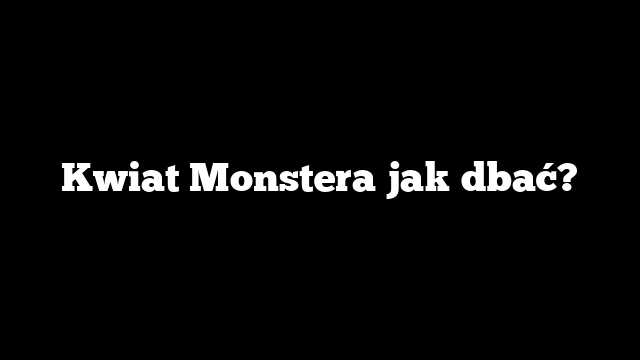 Kwiat Monstera jak dbać?